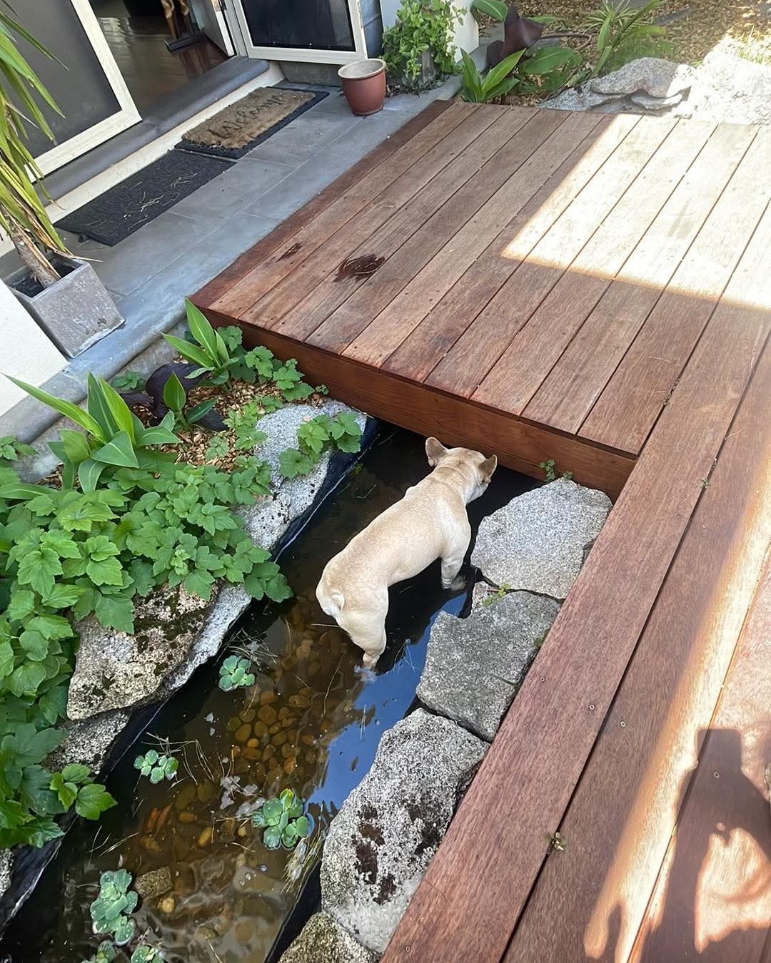 Deck with water feature and fish pond Bentleigh East Melbourne